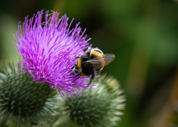 close up shot of a bee on purple flower
