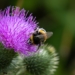 close up shot of a bee on purple flower