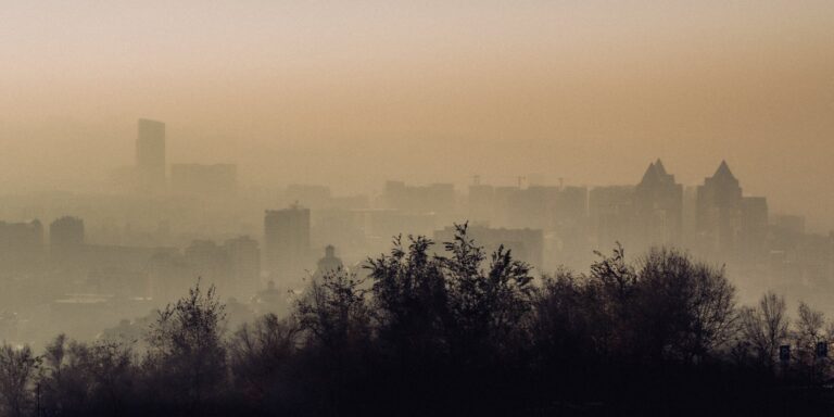 urban landscape in mist and trees silhouettes