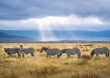 five zebra grazing on grass field