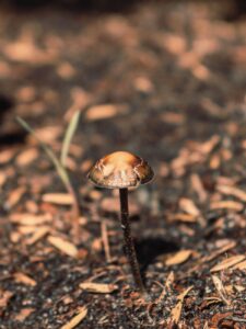 psilocybin mushroom growing in sunny park
