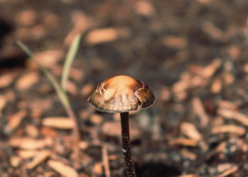 psilocybin mushroom growing in sunny park