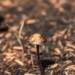 psilocybin mushroom growing in sunny park