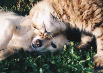 What to Consider Before Getting a Pet: Important Factors for a Happy Home