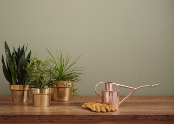 6 Important Tools for Garden Maintenance: What Every Homeowner Should Have