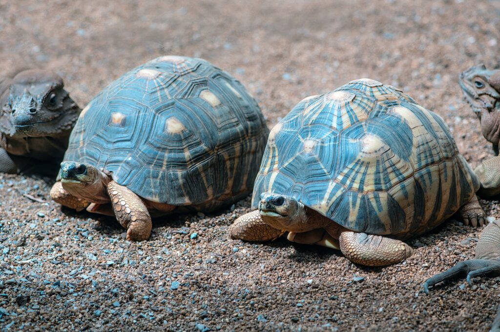 These Types of Reptiles Make Good Pets - The Seeker Newsmagazine Cornwall