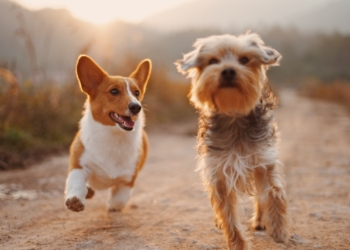 two brown and white dogs running dirt road during daytime