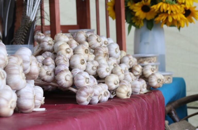 garlic image