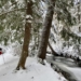 Snow Chasers