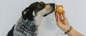 cup cake day image dog header