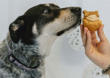 Bake a difference for animals in need with Cupcake Day for the Ontario SPCA