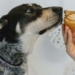 Bake a difference for animals in need with Cupcake Day for the Ontario SPCA