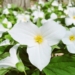 trillium, flower, blooming