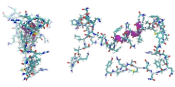 adrenomedullin, peptide, molecule