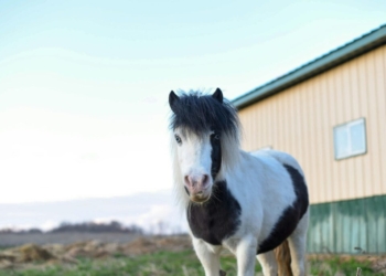 Miniature Horses As Pets: 7 Things To Consider