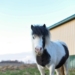 Miniature Horses As Pets: 7 Things To Consider