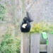 black and white bird on brown wooden fence during daytime