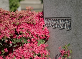 Pink Flowering Plant Beside a Headstone