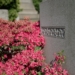 Pink Flowering Plant Beside a Headstone