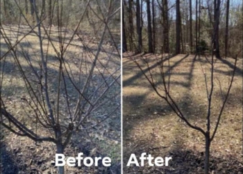 I have a fruit tree, what do I trim?