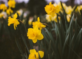 focus photo of yellow petaled flower