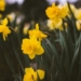 focus photo of yellow petaled flower