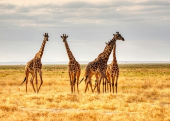 three giraffes on brown grass field during daytime
