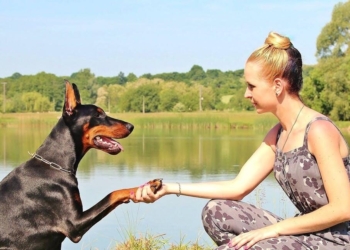 The Importance of Affordable Dog Training for All Pet Owners