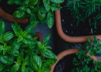 top view photo of green leafed plants in pots