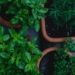 top view photo of green leafed plants in pots