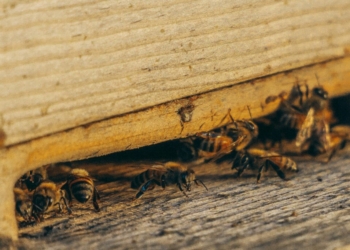 group of bees