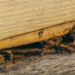 group of bees