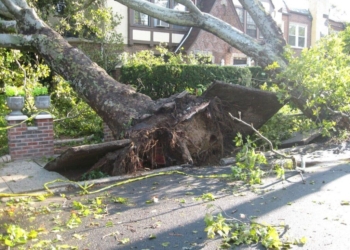 Emergency Tree Removal: An Essential Service for Homeowners