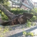 Emergency Tree Removal: An Essential Service for Homeowners