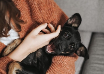 7 Tips for Harmonizing Your Lifestyle with Pet Ownership