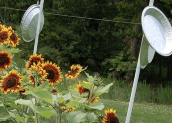 How do I keep birds out of my garden?