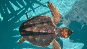 ec0e1a77236863f8a5f54921eecd06c8