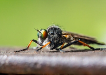 Reasons Why Pest Prevention is Essential for Every Homeowner