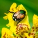 a beetle sitting on top of a yellow flower