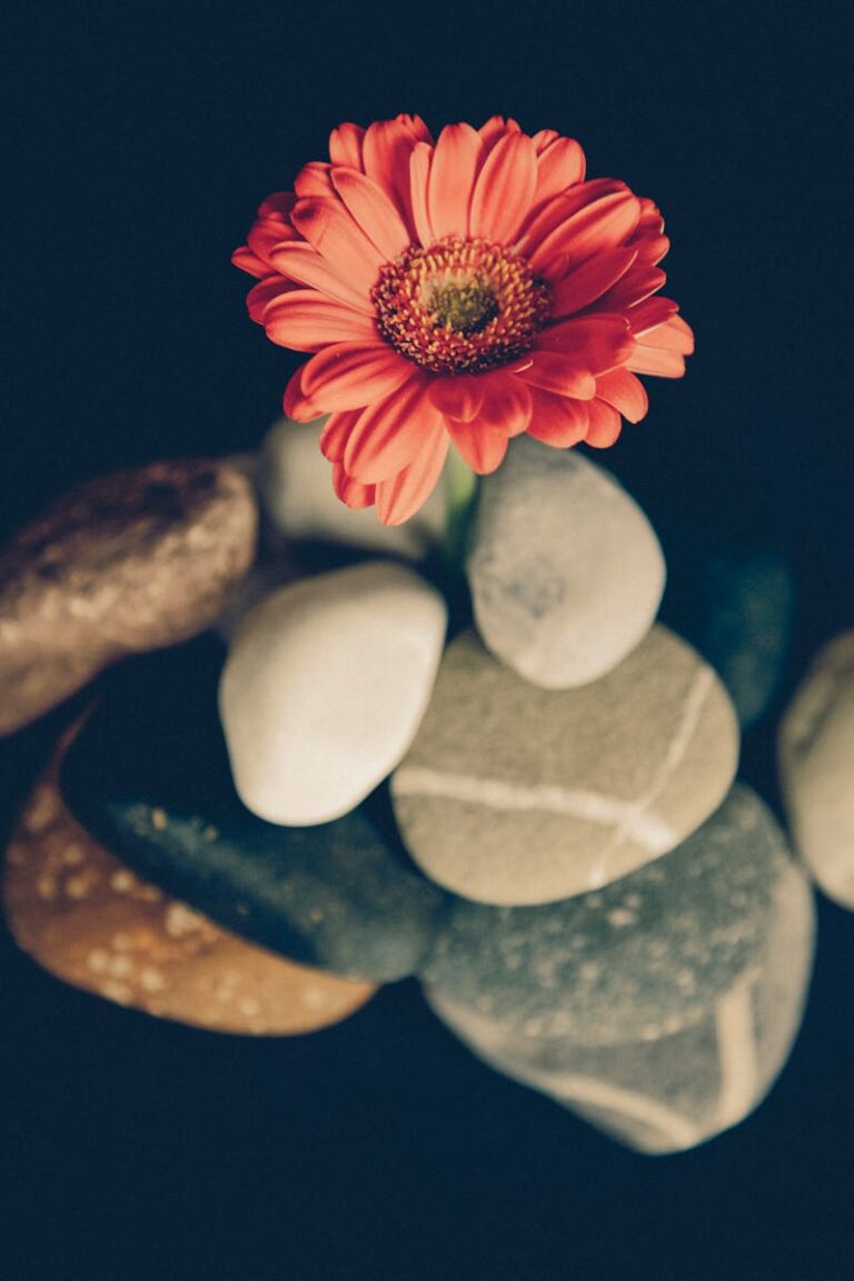 Free stock photo of blossom, flor, flower