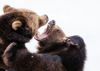 two brown grizzly bears