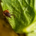 Close-up image showcasing a tick perched on a green leaf, emphasizing details.
