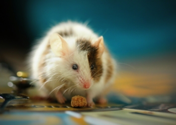 shallow focus photo of white hamster