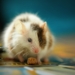 shallow focus photo of white hamster