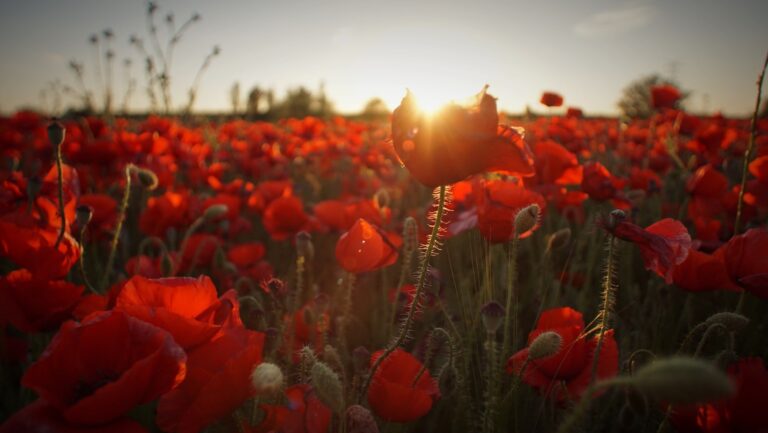 Thank you for my Freedom
