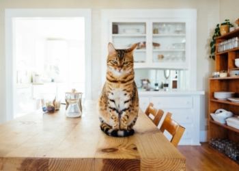 orange and white tabby cat sitting on brown wooden table in kitchen room
