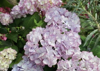 a close up of a bunch of purple flowers