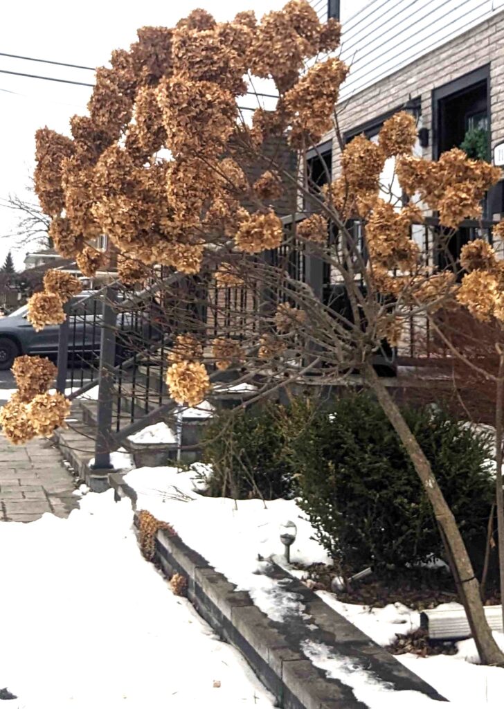 Leaning_Tree for Anna