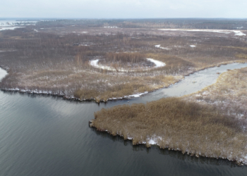 Celebrate World Wetlands Day at Cooper Marsh with RRCA and MCA