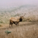 brown buck